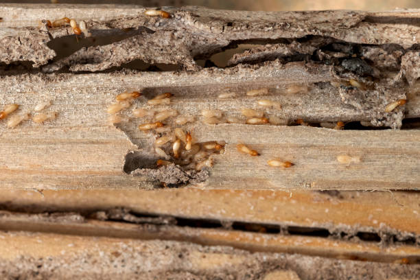 Best Commercial Pest Control Services  in Newman, CA