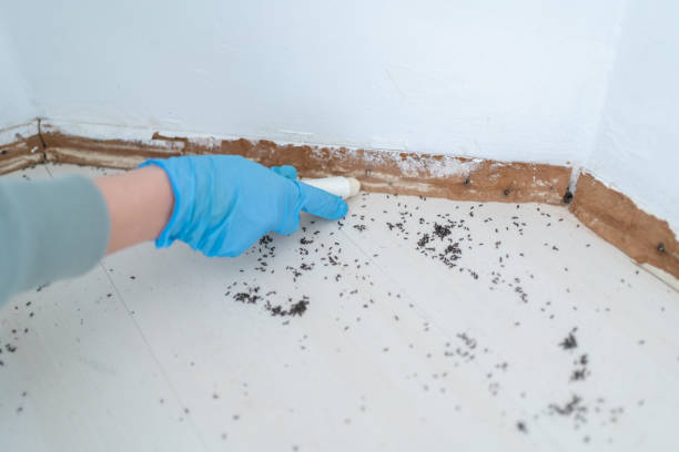 Reliable Newman, CA Pest Control Solutions